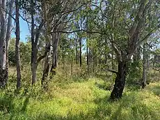 Cumberland Plain Woodland, an evergreen sclerophyllous woodland-savannah