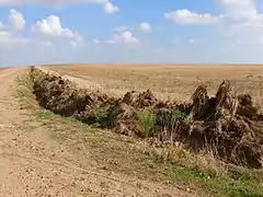 Deep cleaning of ditches to eliminate burrows.