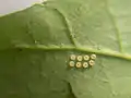 Eggs under the leaf