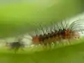 Larva