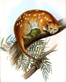 Drawing of brown cuscus