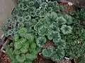 varied leaf patterns at Tile Barn Nursery