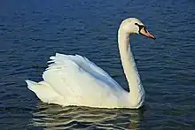 Mute swan