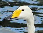 Whooper swan in Regent's Park, London, England