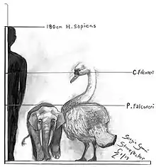 Reconstruction of Cygnus falconeri with Palaeoloxodon falconeri and a human for scale