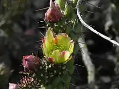 Detail of the flower and some budding flowers on var. californica.