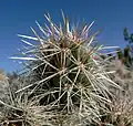 Spines closeup