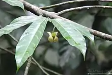 leaves and a young flower of Cymbopetalum penduliflorum