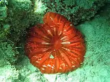 "Cynarina lacrymalis" off Lizard island, Australia