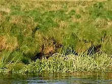 Dense papyrus stand on river bank