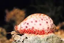 The marine gastropod Cypraea chinensis, the Chinese cowry, showing its partially extended mantle.