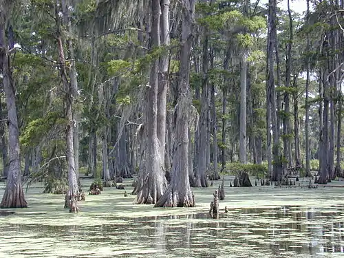 Image 3Swamp in southern Louisiana (from Swamp)