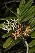 Older Cyrtorchis arcuata inflorescence exhibiting senescence and discolouration of older, non-viable flowers