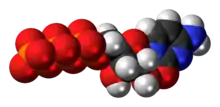 Space-filling model of the cytidine triphosphate molecule as an anion (4- charge)