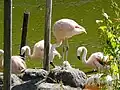 Chilean flamingoes