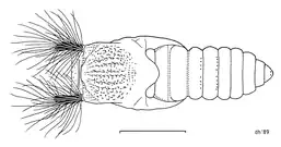 Pupa