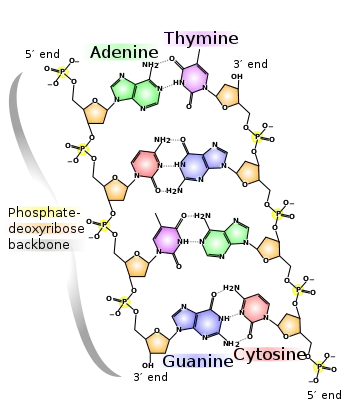 DNA chemical structure