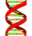 Image 7alt=DNA label (from Scientific method)