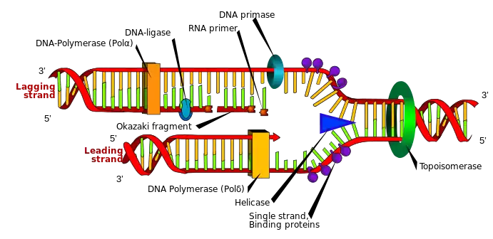 A model of DNA replication based on the double helix concept.