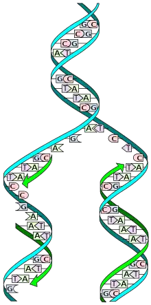 Image 4The replicator in virtually all known life is deoxyribonucleic acid. DNA is far more complex than the original replicator and its replication systems are highly elaborate. (from History of Earth)