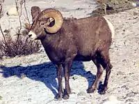 Bighorn sheep