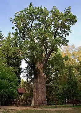 Chrobry Oak