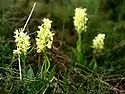 Dactylorhiza sambucina