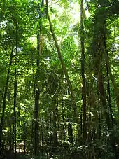 Image 44The Daintree Rainforest (from Tree)