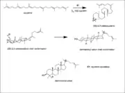 Dammarenyl cation