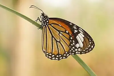 Female in Kerala