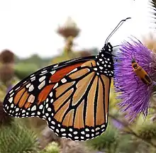 Monarch butterfly