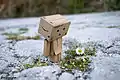 Danbo likes flowers.