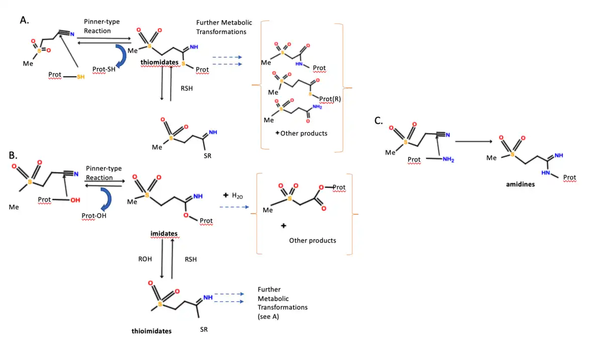 Dapansutrile Mechanism of Action. A. Reaction pathway with sulphur. B. Reaction pathway with oxygen. C. Reaction pathway with nitrogen.