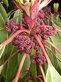 Male flowers - in cultivation at the Birmingham Botanical Gardens (United Kingdom)