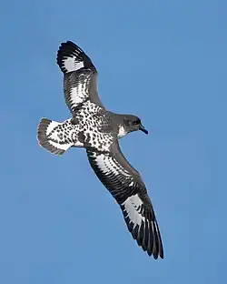 Cape petrel