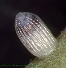 Egg