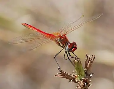 Sympetrum fonscolombii male