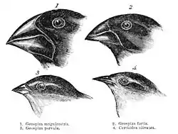 Image 1Gould's illustration of Darwin's finches (from Galápagos Islands)