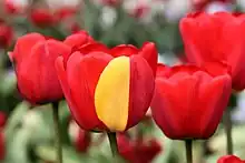 Image 21A red tulip exhibiting a partially yellow petal due to a mutation in its genes (from Mutation)