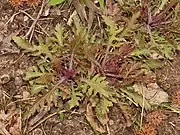 Basal leaves in early spring