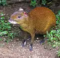 Central American agouti, Dasyprocta punctata