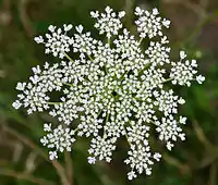 Daucus carota