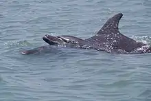 Two dolphins splashing at the surface of some water