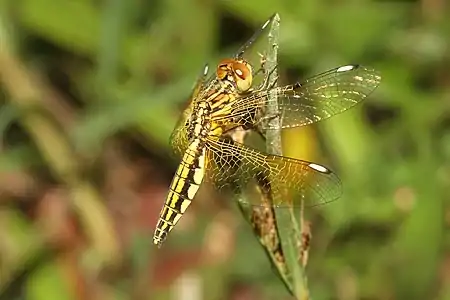 Palpopleura sexmaculata female