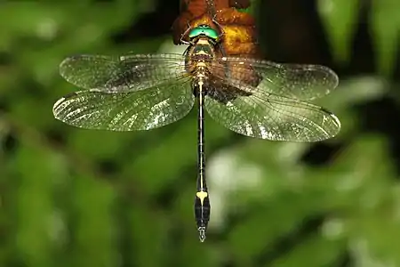 Macromidia donaldi male