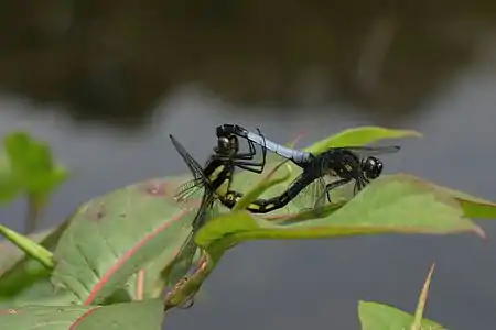 Orthetrum triangulare mating pair