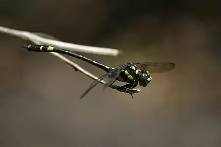 male