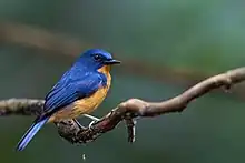 Blue flycatcher with orange belly