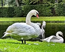 Swans in one of many gardens on the property