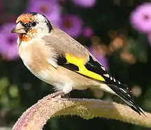 European goldfinchCarduelis carduelis